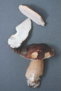 Boletus aereus 3 Mushroom