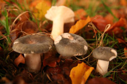 Russula cyanoxantha2F