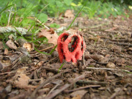 Clathrus ruber