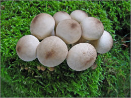 Lycoperdon pyriforme2