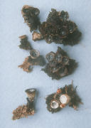 Cyathus stercoreus Mushroom