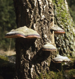 Fomitopsis pinicola 001 Mushroom