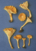Cantharellus minor Mushroom