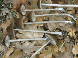 Mycena polygramma