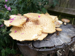 Polyporus squamosus 8