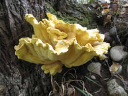 Laetiporus sulphureus   008