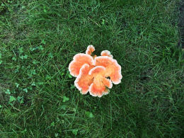 Laetiporus sulphureus   008