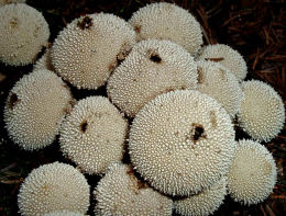 Lycoperdon perlatum