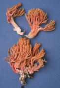 Ramaria araiospora var araiospora2 Mushroom