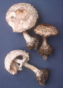 Lepiota rhacodes var hortensis Mushroom