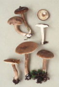 Lactarius lignyotus var canadensis Mushroom