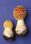 Amanita muscaria 4 Mushroom