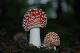 Amanita muscaria 26