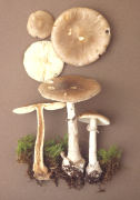 Amanita porphyria3 Mushroom