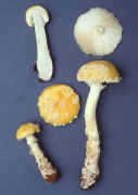 Amanita muscaria var formosa3 Mushroom