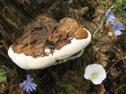 Ganoderma applanatum 2