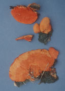 Pycnoporus cinnabarinus2 Mushroom