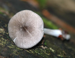 Bolbitius reticulatus Mushroom