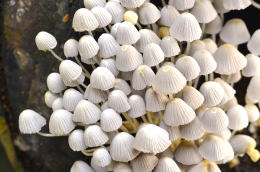 Coprinus disseminatus2