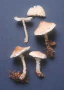 Lepiota clypeolaria Mushroom