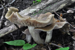 Entoloma rhodopolium Buck.jpg