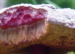 Boletus zelleri