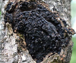 Inonotus obliquus