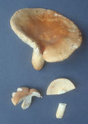 Russula flavida Mushroom