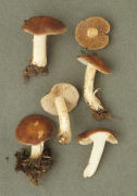 Hebeloma truncatum Mushroom