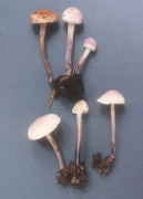Lepiota bucknallii Mushroom