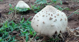 Chlorophyllum molybdites 4