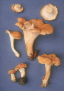 Cantharellus lateritius Mushroom