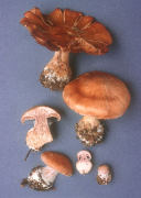Cortinarius obliquus3 Mushroom