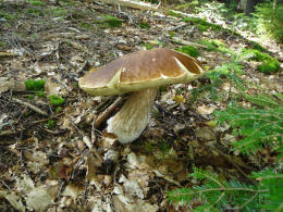 Cep Richard Scott