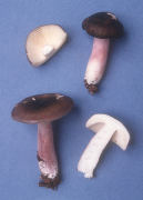 Russula sardonia Mushroom