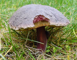 Boletus zelleri