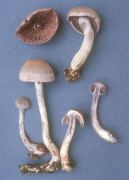 Cortinarius azureus Mushroom