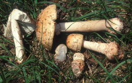 Amanita rubescens 6