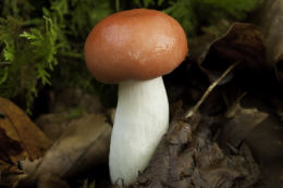 Russula emetica3