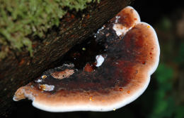 Ischnoderma resinosum5