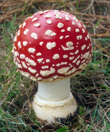 Amanita muscaria 26