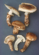 Armillaria caligata Mushroom