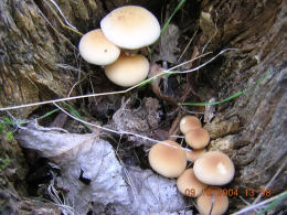 Agrocybe cylindracea2