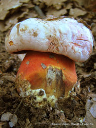 Boletus legaliae