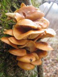 Flammulina velutipes Lynn Pepper 3