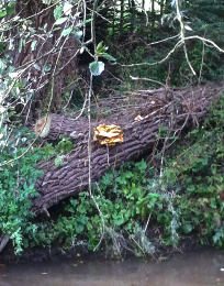 Laetiporus sulphureus   008