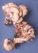 Lentinellus cochleatus Mushroom