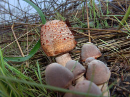 Lepiota americana2