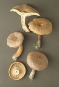 Lactarius helvus Mushroom