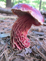 Boletus frostii2